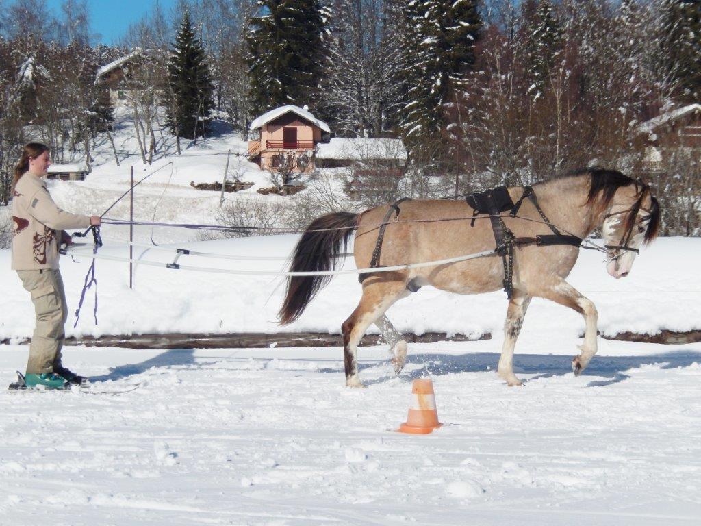 2. Ski Joëring La Féclaz - 1/2 day course