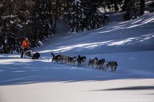 4. Dog sledding : half a day drive - La Féclaz